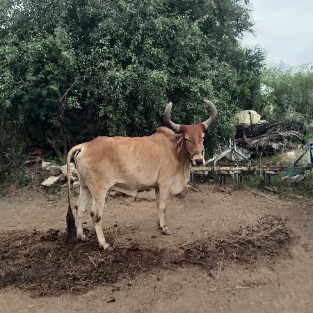 ગોઢલા છે