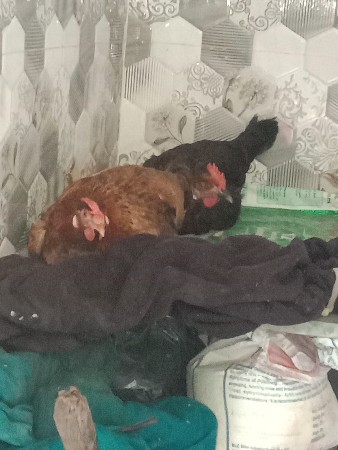 मुर्गा