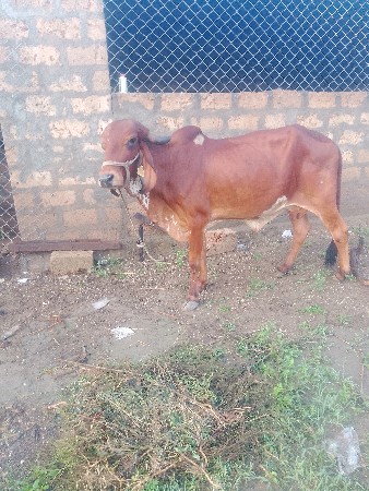 ગીરહોડકીવેચવાનીછે