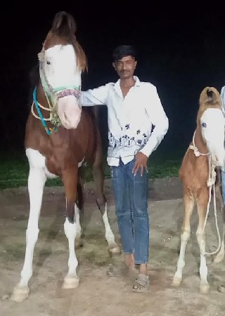 ghodi vesva ni se hare vasero