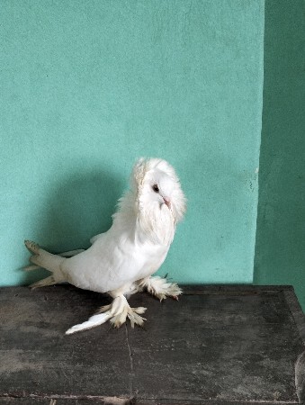 હંગેરિયન મેલ વેચવા નો છે ✨🕊️💯