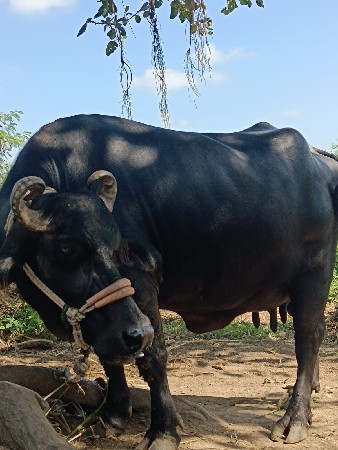 ભેંશ વેચવાની છ