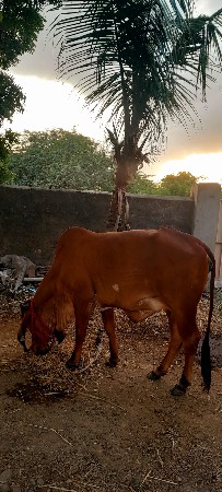 ગાય વેચવાની છે