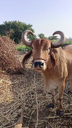 3 જી ધર નો બળદ વેચવાનો છે