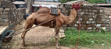 આ જૂથ વેચવાનું છે