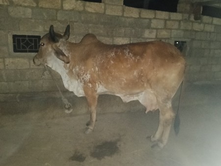 ગાય વેચવાની છે