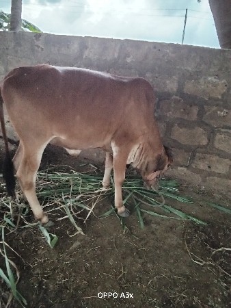 vachdi