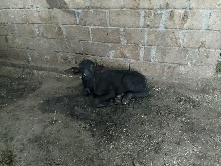 પાડો વેચવાનો છે