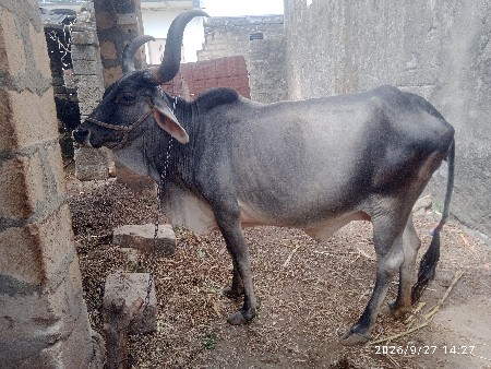 ગાય વેચવાની છે