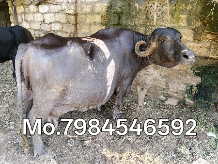 ભેંસ વેચવાની છે