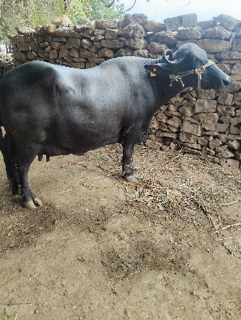 ભેંસ વેચવાની