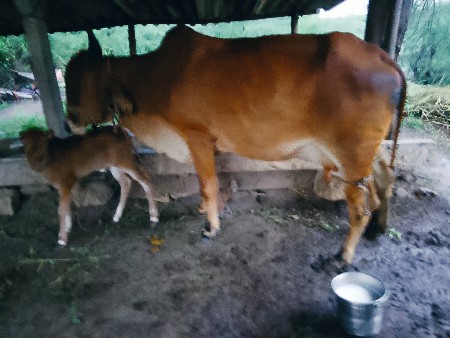 બીજું.વેતર.નીચે.વાચડો.દોવામા.