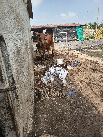 ગાય વેચવાની છે બીજૂ વેતર