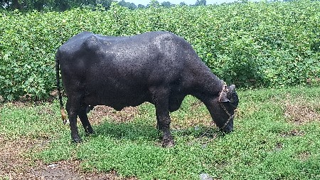 ભેંસ વેચવાની છે