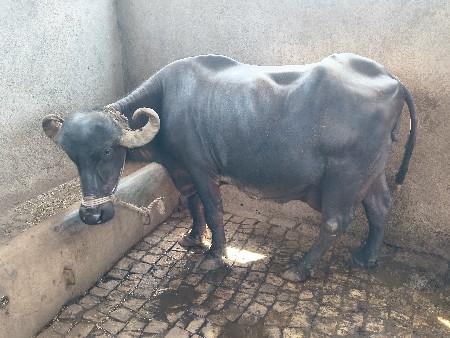 ૧૦ દિવસ ની કાચી છે