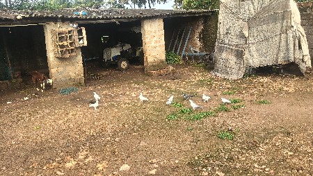 કબૂતર વહેંચવા ના ‌છે