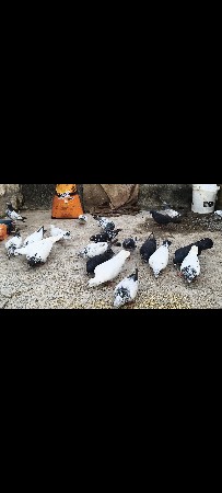 કબૂતર વેચવાના છે