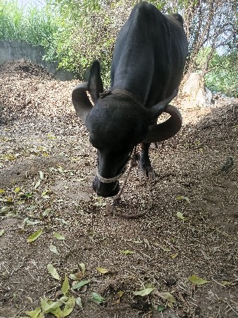 ભેંસ વેચવાની સે