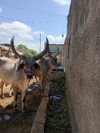 એક વાવણી