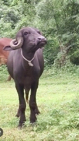 દેશી કે જાફરાબાદી પાડી ખડેલા
