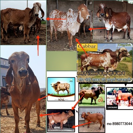વાછરડા સારી જગ્યાએ દેવાના છે