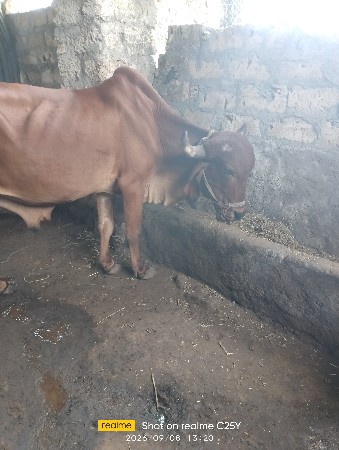 બલદ વેશવાના છે