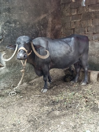 ભેસ વેચવાની છે