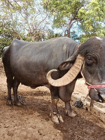 એક મહિનો 7 દિવસ ની વાર છે.