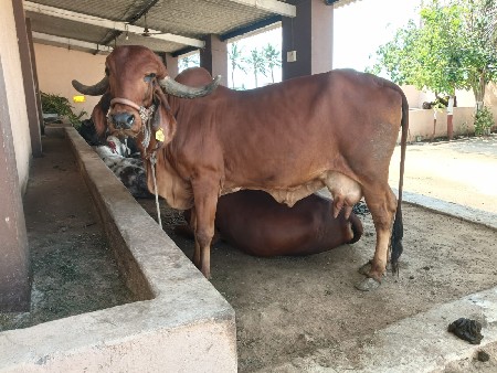 ગીર ગાય શે