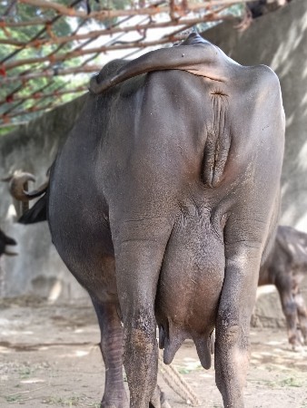 ભેંસ વેચવાની છે