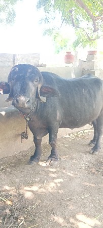 બીજું વેતર ખડેલી વેચવાની છે