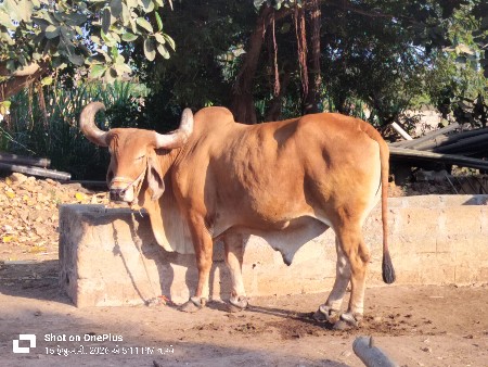 આ બળદ વેચવાનો છે