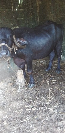 ખડેલી વેસવા નિ સે