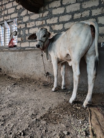 kakrej vachdi devani che