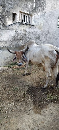 ગાય વેચવાની છે