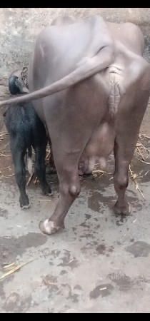 ભેંસ વેચવાનું છે 1 છે