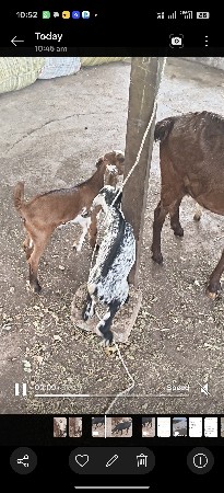 બકરી વેચવાની ની છે