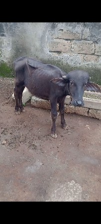 એક વરસની પાડી વેચવાની છે