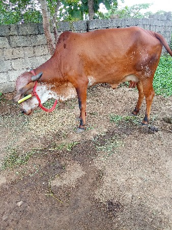 ગાય વેચવાની છે