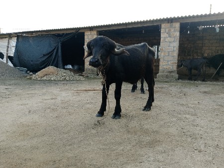 પાડો વેચવાનો છે