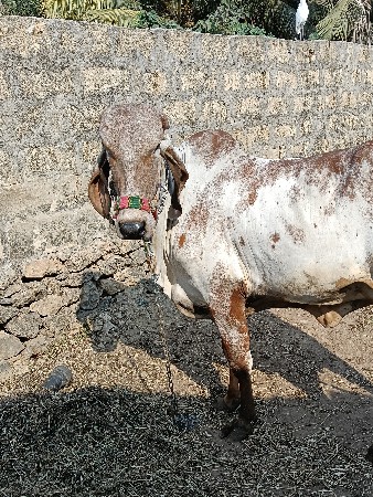 ઓરીજનલ ગીર કાબરી ગાય વેચવાની છે