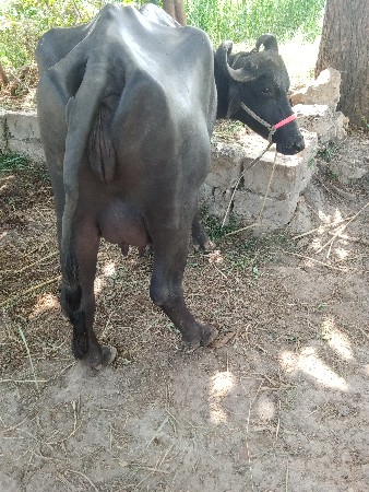 આ.ભેસ.વેચવાનુ.છે