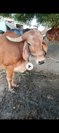ઓરિજનલ ગીર ગાય 3 વેચવાની સે
