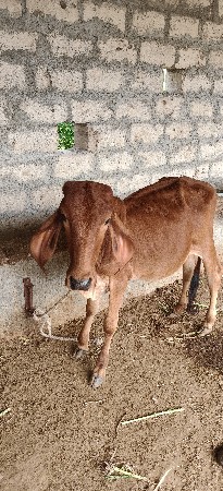 ગીર વાછડી
