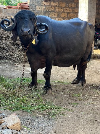 આ ભેસ વેચવાની છે