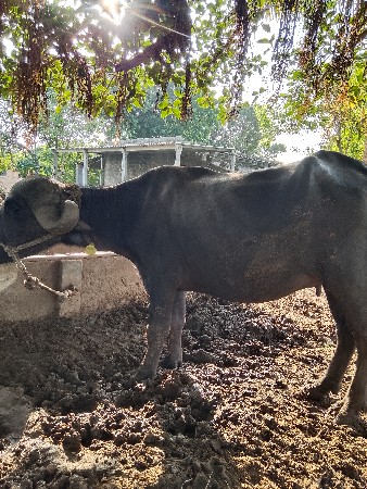 ખડેલી વેચવાની છે