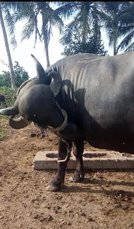 ખડેલી વેચવાની છે બીજું વેતર