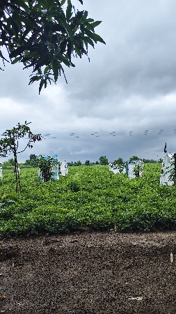 જમીન વેસવની સે