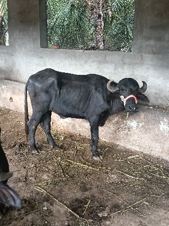 આ પાડી વેચવાની છે