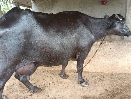 bhesh veshvani se